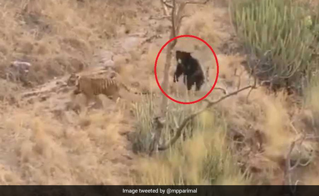 शिकार के लिए बाघ ने लगाई दौड़ तो खड़ा हो गया भालू फिर हुआ कुछ ऐसा... देखें लड़ाई का पूरा Video