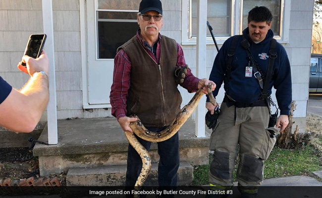 Homeowner Finds 6-Foot Boa Constrictor Hiding In Living Room Couch