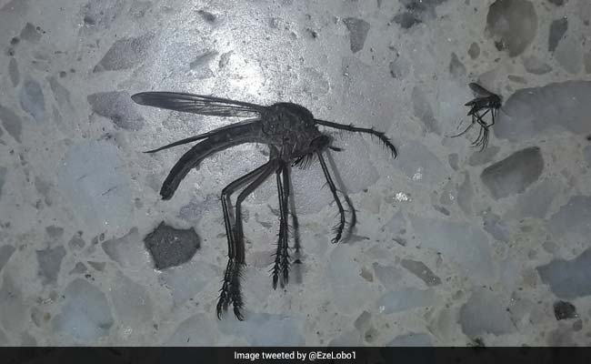 Viral Pic Of Giant Mosquito That Is Freaking Netizens Out