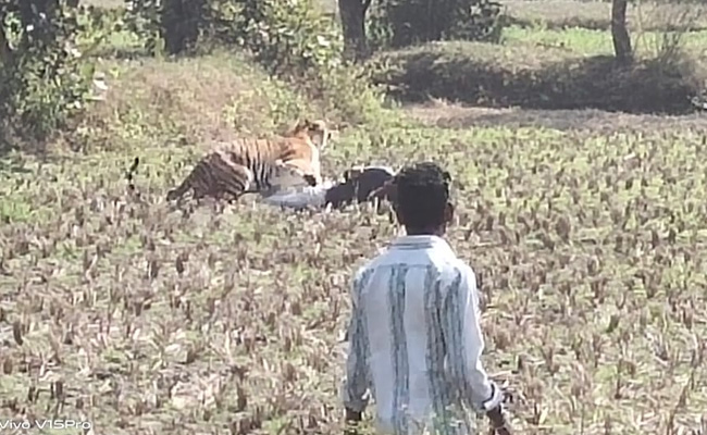 गांव में बाघ घुसने से मची अफरातफरी, एक शख्स को दबोचा, सामने आया घटना का Video