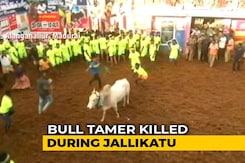 Man Gored To Death At Bull-Taming Sport Jallikattu In Tamil Nadu Man Gored To Death At Bull-Taming Sport Jallikattu In Tamil Nadu
