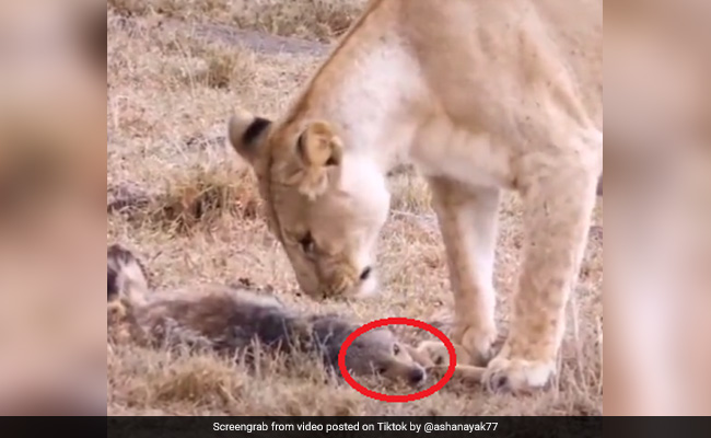 शिकार करने आया शेर तो चालाक लोमड़ी ऐसे करने लगी मरने की एक्टिंग, देखें TikTok Viral Video