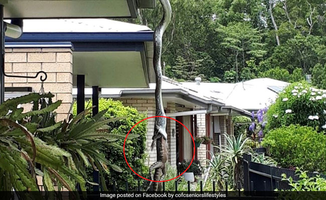 Retirement Village Residents Shocked To See Snake Devouring Huge Lizard