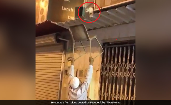 कुर्सी को हवा में रखकर बुजुर्ग ने बचाई बल्ली की जान, 8 लाख से ज्यादा बार देखा गया Video