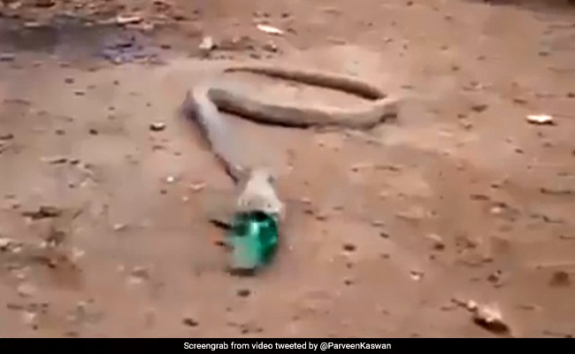 Cobra Throws Up Plastic Bottle In Disturbing Video