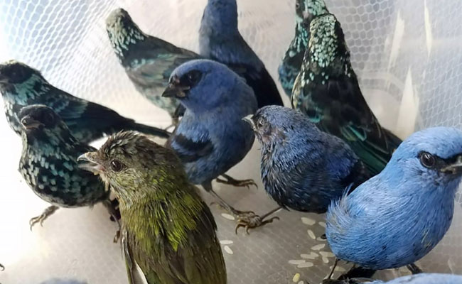 Man Caught Trying To Smuggle 20 Birds From Peru In Suitcase