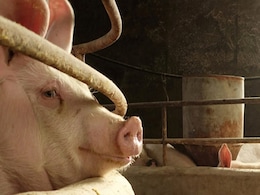 African Swine Fever: Culling Of Pigs Completed In Kerala's Kannur African Swine Fever: Culling Of Pigs Completed In Kerala's Kannur