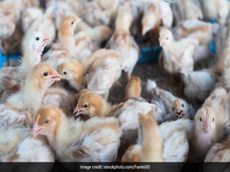 Over 15,000 Birds Culled After Bird Flu Outbreak In Chhattisgarh Over 15,000 Birds Culled After Bird Flu Outbreak In Chhattisgarh