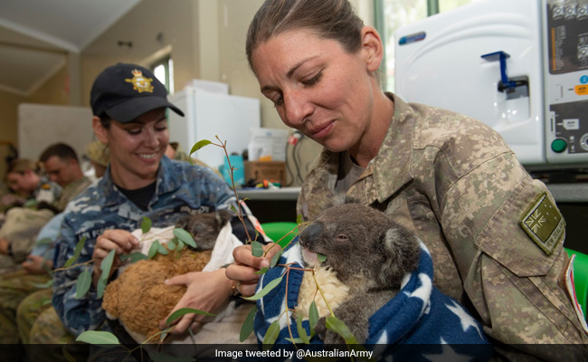Australian Soldiers Feed Rescued Koalas, Wrap Them In Blankets