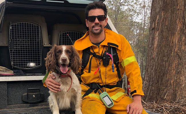 Search Dog Taylor A Bushfire-Hit Koala's Best Friend