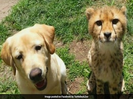 कुत्ते और चीते की इस गहरी दोस्ती के कायल हुए लोग, देखें Viral Photos कुत्ते और चीते की इस गहरी दोस्ती के कायल हुए लोग, देखें Viral Photos