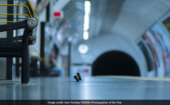 Mouse vs Mouse: Incredible Pic Of Rodent Food Fight Wins Award