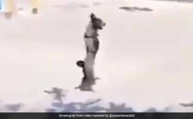 अपाहिज कुत्ते ने दो टांगों से ऐसे पार की सड़क, IFS अफसर बोला- 'चाहो तो कुछ भी...' देखें Viral Video