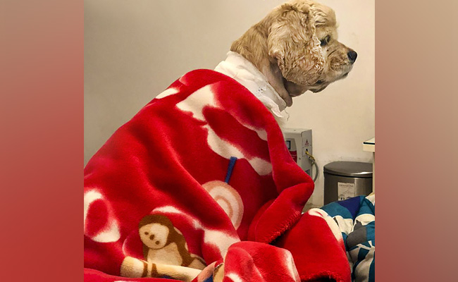 This Cocker Spaniel Is The First Dog To Get A Pacemaker In India