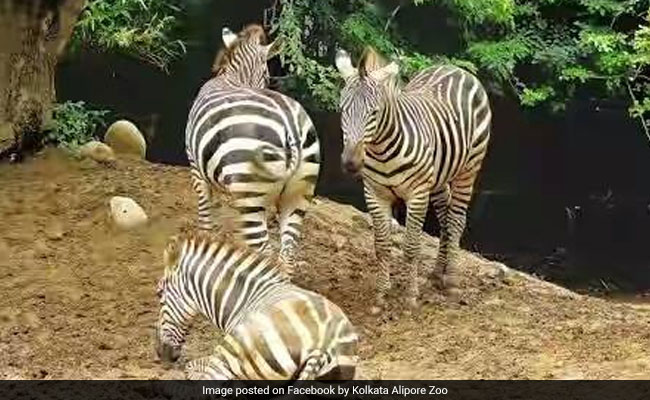 Born On February 14, Kolkata Zoo Names Zebra "Valentina"