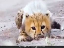 चीते के बच्चे ने सीखी छुपकर शिकार करने की कला, IFS अफसर ने लिखा- 'ऐसे बनते हैं शातिर शिकारी...' देखें पूरा Video चीते के बच्चे ने सीखी छुपकर शिकार करने की कला, IFS अफसर ने लिखा- 'ऐसे बनते हैं शातिर शिकारी...' देखें पूरा Video