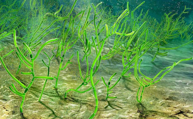 Billion-Year-Old Chinese Seaweed May Be The Oldest Green Plant Fossil