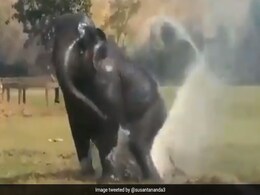 पानी का फव्वारा देख जमीन पर लेट गया हाथी, फिर पानी बचाने के लिए किया ऐसा... देखें Viral Video पानी का फव्वारा देख जमीन पर लेट गया हाथी, फिर पानी बचाने के लिए किया ऐसा... देखें Viral Video