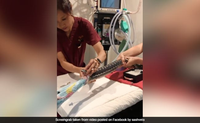 Python Swallows Beach Towel Whole. Watch How It Was Removed