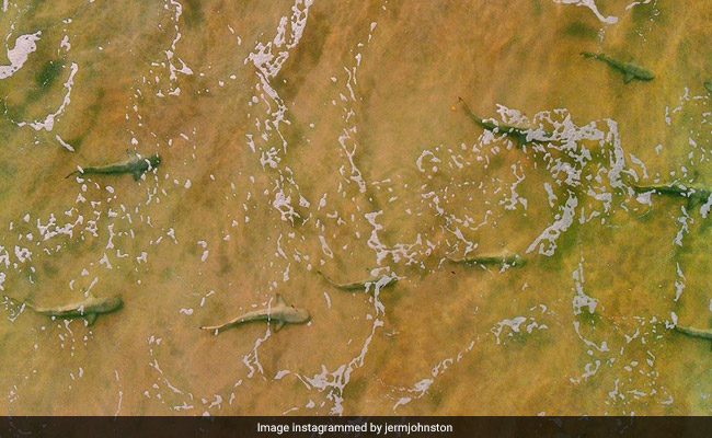 Surfer Shares Terrifying Video Of A Dozen Sharks In Shallow Waters Surfer Shares Terrifying Video Of A Dozen Sharks In Shallow Waters