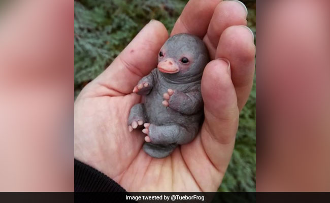 Truth Behind The Baby Platypus Pic That's Going Viral Online