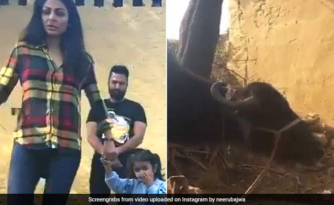 नीरू बाजवा भैंस को लेकर कर बैठीं ऐसी गलती, फैन्स ने लगा दी क्लास- देखें Video