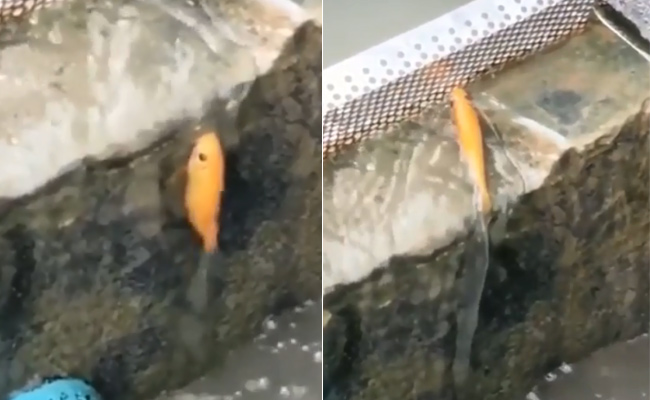 Viral Video Shows Fish 'Climbing' Wall, Leaves Netizens Amazed