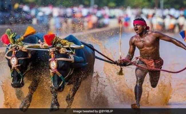 From Running With Buffalo To Turning 'Usain Bolt': Srinivas Gowda's Story