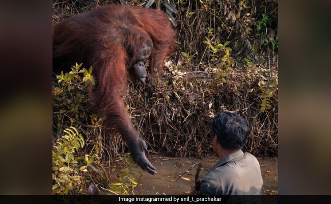 सांपों से भरे पानी में फंस गया शख्स तो इस जानवर ने बढ़ाया मदद का हाथ... देखें Viral Photo