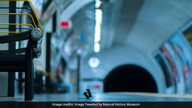 Have You Seen This Viral Photo Of Mice Fighting Over The Last Crumb Of Food?