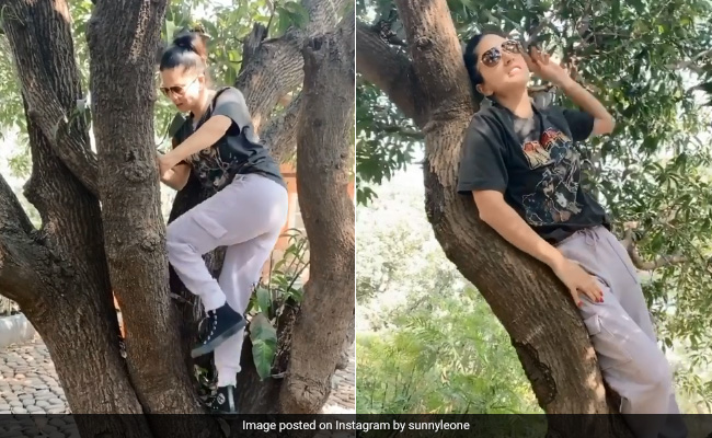 पेड़ पर चढ़कर कुछ यूं आराम फरमाती नजर आईं सनी लियोन, वायरल हो रहा है Video