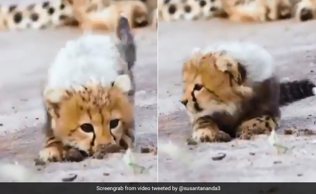 Video Of Cheetah Cub Learning To Hunt Has Netizens Amazed