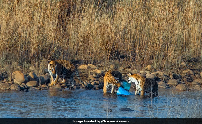 Pic Of Corbett Tigers Playing With Plastic Sparks Concern