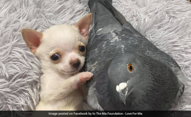 Viral: This Puppy Is Best Friends With A Pigeon. The Internet Can't Get Enough