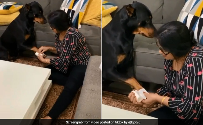 "Good Boy <i>Mera</i>": TikTok Video Of Punjabi Mom Comforting Injured Dog Is Too Sweet