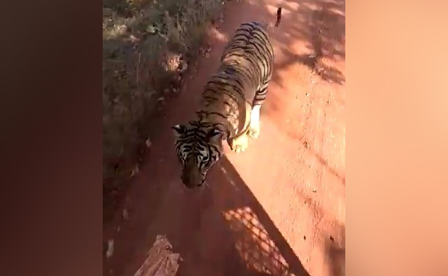 Tiger Chases Bus On Jungle Safari In Chhattisgarh. Watch Terrifying Video