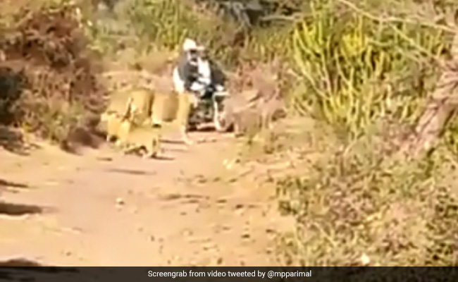 Gir Lioness And Cubs Come Across Biker On Road. Watch What Happens Next