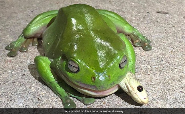 Tree Frog Eats One Of The World's Most Venomous Snakes, Survives