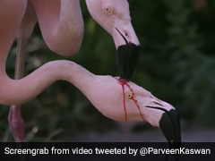 पक्षियों ने अपने बच्चे को ऐसे खिलाया खाना, IFS ऑफिसर ने शेयर किया वीडियो, बोले- 'प्रकृति की सबसे...' देखें Video