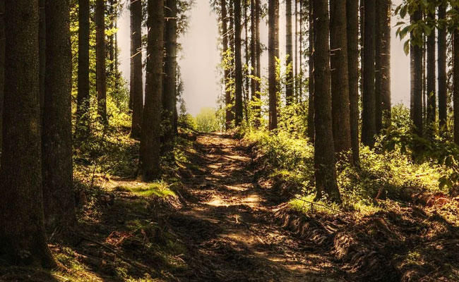 Bodies Of Maharashtra Woman, 3 Children Found In Forest Near Thane, Probe On: Cops