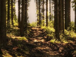 28,000 Saplings Planted In Maharashtra's Latur District