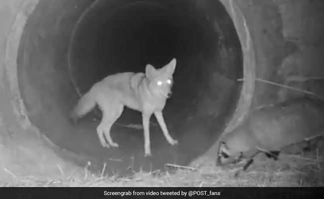 Why This Viral Video Of A Badger And Coyote 'Friendship' Has Scientists Excited