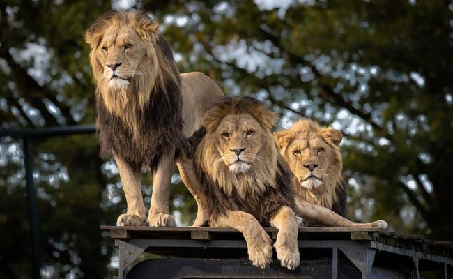 Africa Calling: How To Have The Greatest Safari Holiday With Your BFF