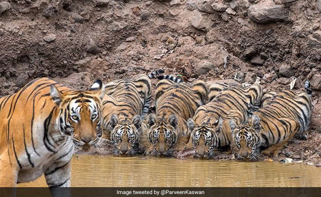 Tigress Keeps Watch As Cubs Drink Water. Majestic, Says The Internet