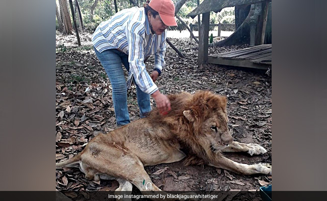 Too Weak To Stand, Emaciated Lion Jupiter Reunited With 'Mother'
