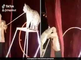 सर्कस की जंगली बिल्ली ने किया रिंग मास्टर पर Attack, जैसे ही मारा झपट्टा तो चीख पड़े लोग, देखें Video सर्कस की जंगली बिल्ली ने किया रिंग मास्टर पर Attack, जैसे ही मारा झपट्टा तो चीख पड़े लोग, देखें Video