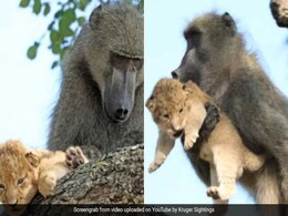 शेर के बच्चे को उठाकर लंगूर चढ़ गया पेड़ पर, हवा में उड़ा और फिर हुआ ऐसा... देखें Video शेर के बच्चे को उठाकर लंगूर चढ़ गया पेड़ पर, हवा में उड़ा और फिर हुआ ऐसा... देखें Video