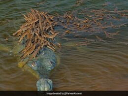 घड़ियाल की ये Photo हुई वायरल तो ट्विटर यूजर्स ने कहा, ''यह है दुनिया का सबसे जिम्मेदार पिता'' घड़ियाल की ये Photo हुई वायरल तो ट्विटर यूजर्स ने कहा, ''यह है दुनिया का सबसे जिम्मेदार पिता''