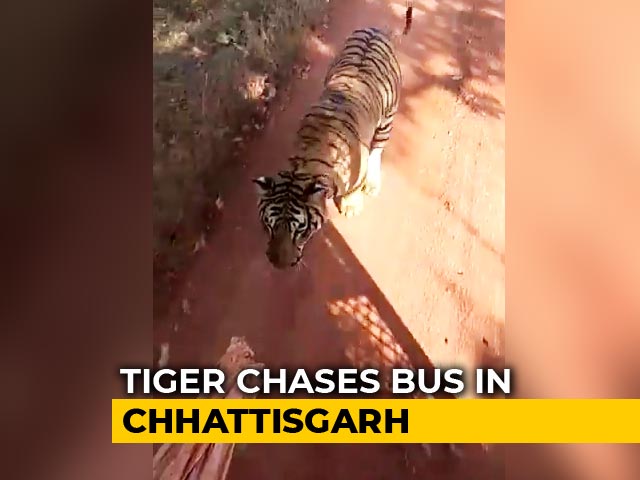 Watch Hair-Raising Video Of Tiger Chasing Tourist Bus In Chhattisgarh