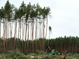 Tesla Resumes To Cut Trees In Germany To Build Gigafactory Tesla Resumes To Cut Trees In Germany To Build Gigafactory